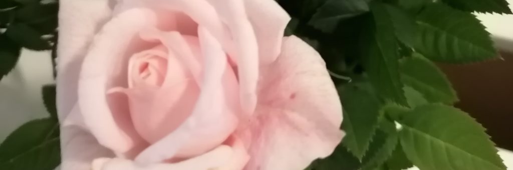 Pink rose detail