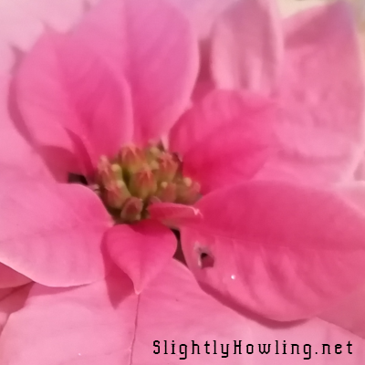 Poinsettia close up photograph by Slightly Howling