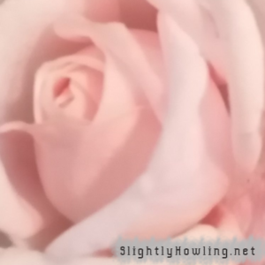 Close up of a rose by Slightly Howling